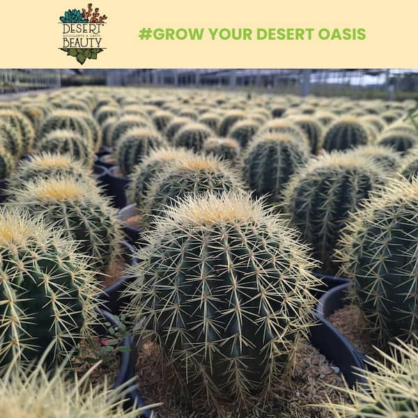 Pure Beauty Farms 1.5 qt. Golden Barrel Cactus Echinocactus Grusonii Live  Succulent Plant in 6 in. Grower Pot DC6CACTGLDBA - The Home Depot