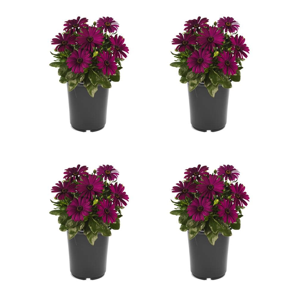 Annual Osteospermum Purple 2.5 qt. - (4-Pack)