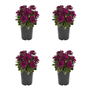 Annual Osteospermum Purple 2.5 qt. - (4-Pack)