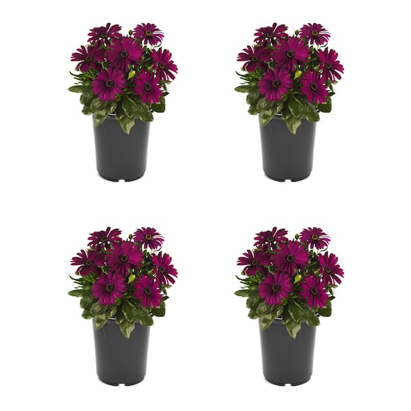 Annual Osteospermum Purple 2.5 qt. - (4-Pack) 2851 - The Home Depot