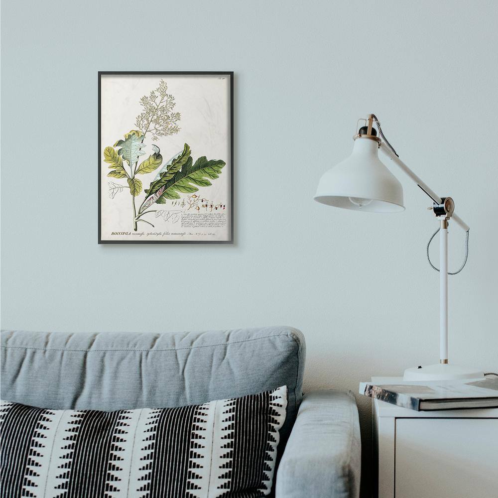 16x20 Black Framed Botanical Plant Illustration Canvas Print