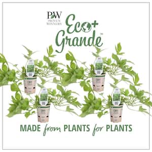 4.25 in. Eco+Grande Sweet Caroline Light Green Sweet Potato Vine (Ipomoea) Live Plant, Green Foliage (4-Pack)