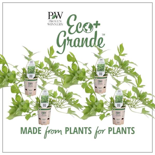 PROVEN WINNERS 4.25 in. Eco+Grande Sweet Caroline Light Green Sweet Potato Vine (Ipomoea) Live Plant, Green Foliage (4-Pack)
