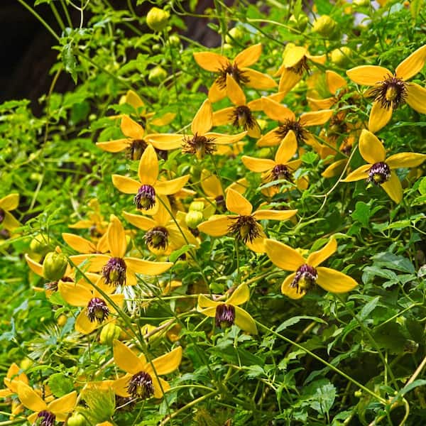 Spring Hill Nurseries 2 in. Pot Golden Tiara Clematis, Live Potted Perennial Vine with Yellow Flowers (1-Pack)