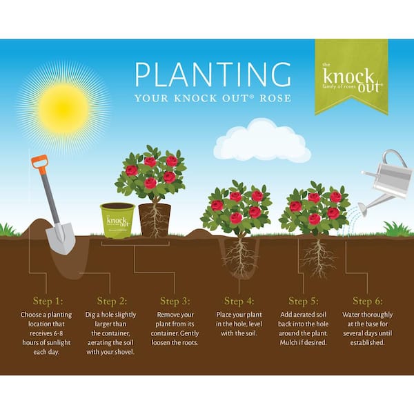 KNOCK OUT - 2 Gal. Red Double Knock Out Rose Bush with Red Flowers