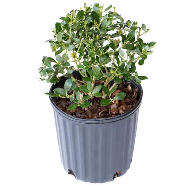 national PLANT NETWORK 2.25 Gal. Holly Inkberry Nigra Shrub