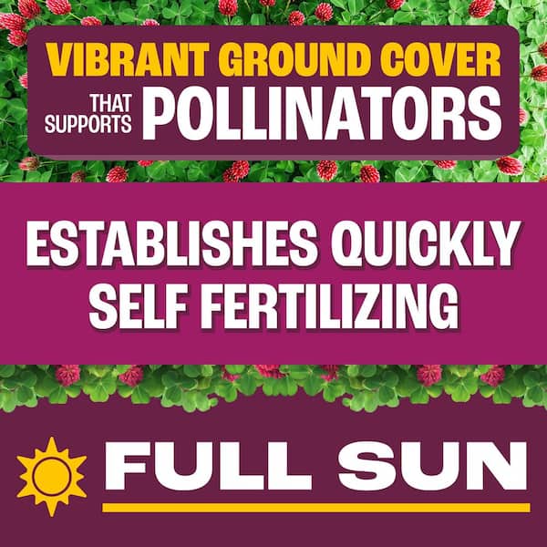 Crimson Clover Legume Seed 2 lbs.