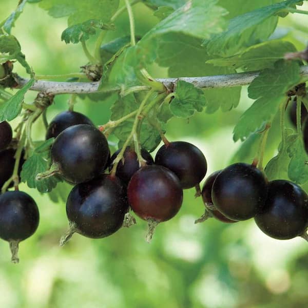 Gurney's Jostaberry Ribies Live Bareroot Fruiting Plant (1-Pack)