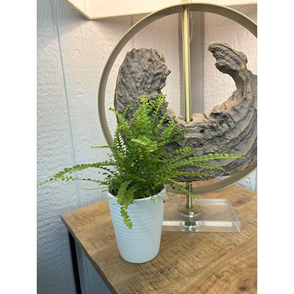 LEAFJOY Living Lace Fern Cute as a Button Indoor Plant in 3.5 in. White  Ceramic Container 810160696933 - The Home Depot