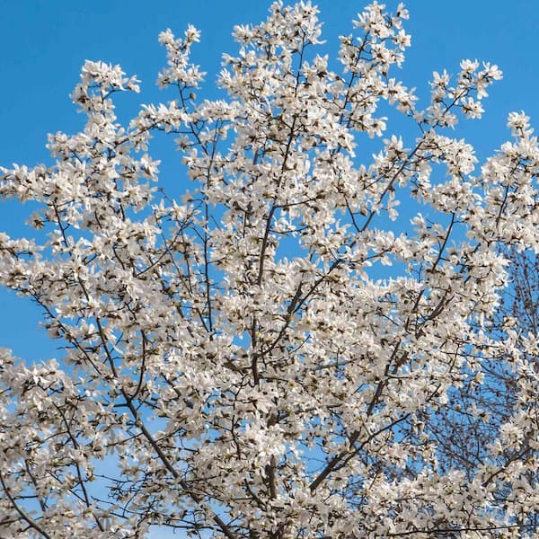 【非売品】DSME BW MAGNOLIA 1/800スケール 1 gal. Wisdom Series Green Star Deciduous Japanese Magnolia Tree