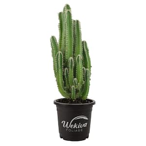 Fairy Castle Cactus - Live Plant in 3 in. Pot - Cereus Tetragonus - Beautiful Indoor Outdoor Cacti Succulent Houseplant