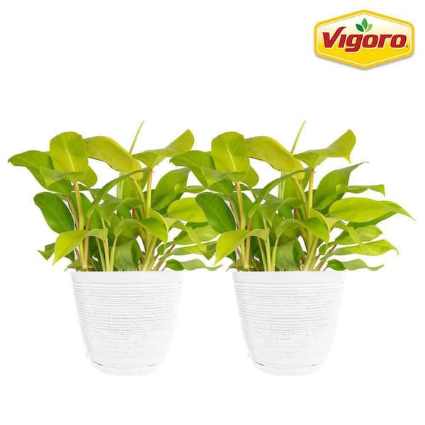 Vigoro Philodendron Golden Goddess Indoor Plant in 6 in. White Ribbed Plastic Décor Pot, Avg. Shipping Height 1-2 ft. (2-Pack)
