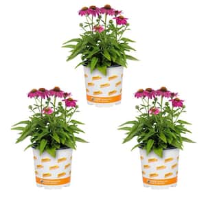 2 Qt. Pow Wow Wilderberry Pink Cone Flower Echinacea Perennial Plant (3-Pack)