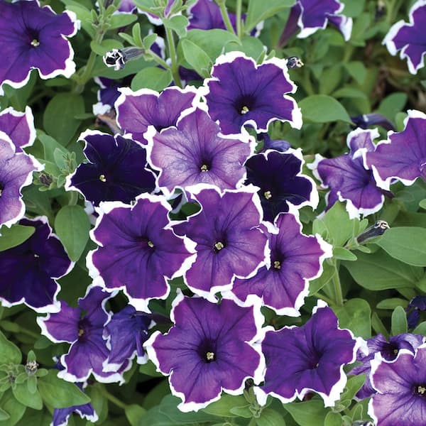 ALTMAN PLANTS SA PETUNIA RHYTHM and BLUES 2.6 qt. Plant