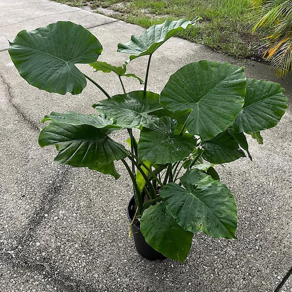 OnlinePlantCenter 3 Gal. Giant Upright Elephant Ear Non-Flowering Shrub