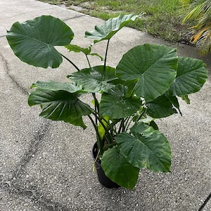 3 Gal. Giant Upright Elephant Ear Non-Flowering Shrub