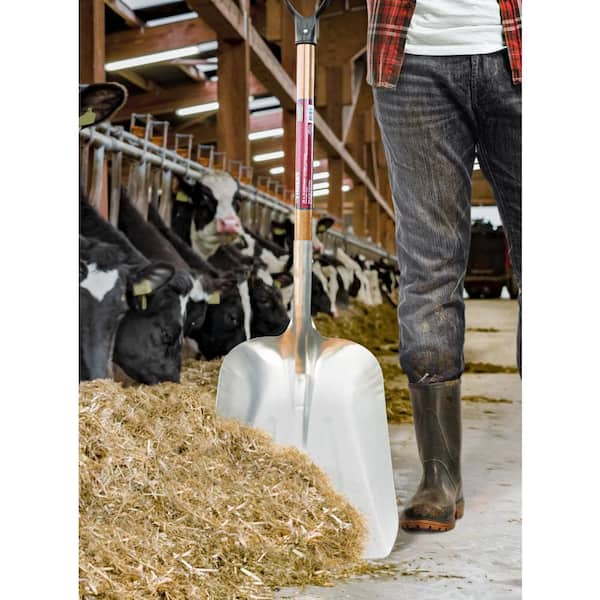 DuraDrive 43 In. Pine Wood D-Grip Aluminum Scoop Shovel