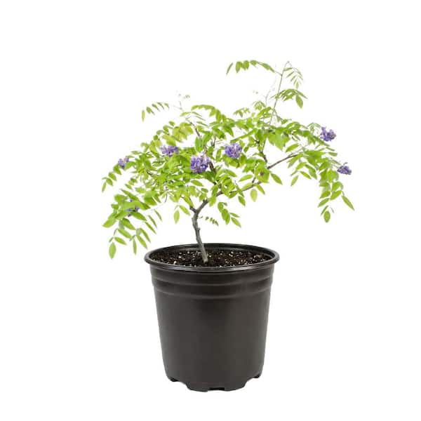 Bell Nursery Amethyst Falls American Wisteria Vine Plant