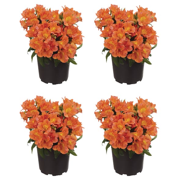 Unbranded. 2.5 qt. Alstroemeria 'Colorita Amina' Perennial Plant