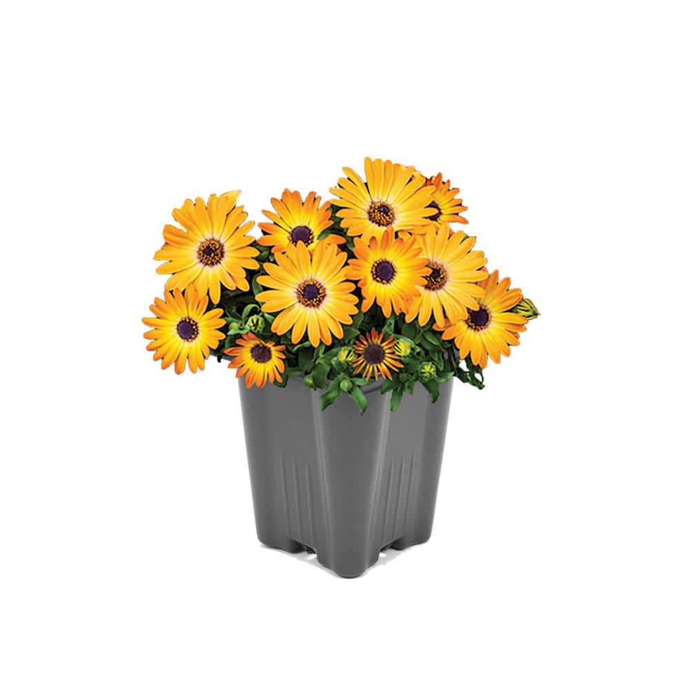 Vigoro Annual Osteospermum Orange 1.0 QT