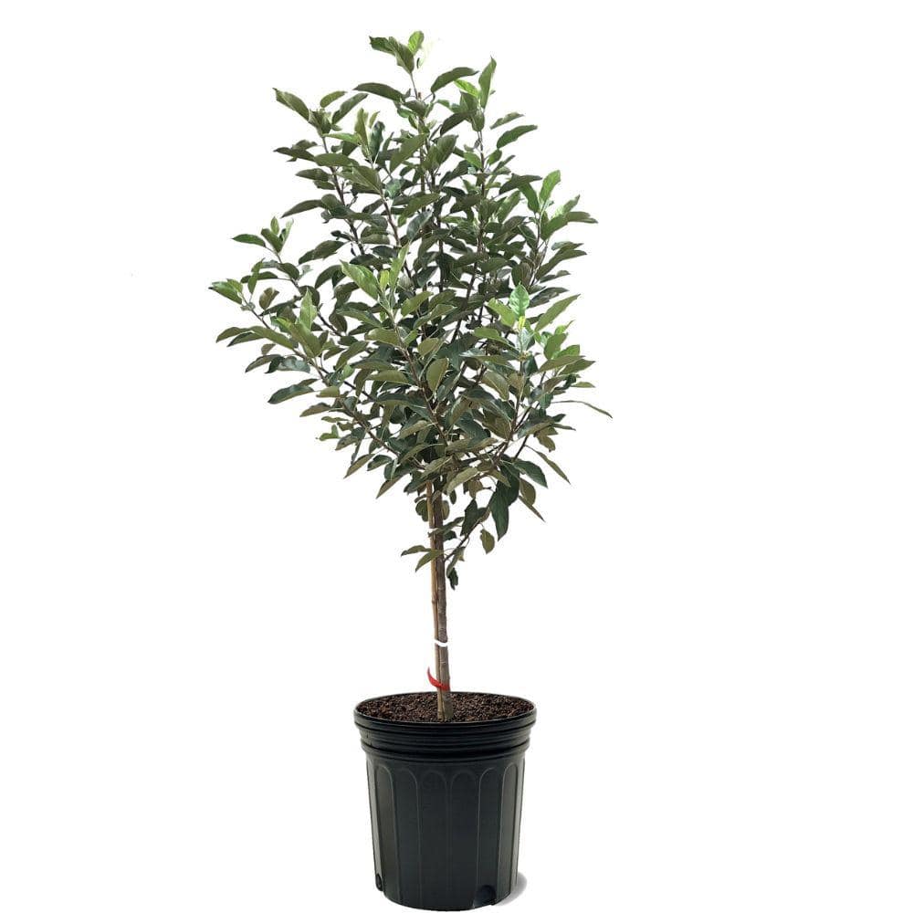 7 Gal. Semi-Dwarf Braeburn Apple Tree