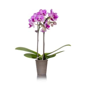 Pink Mini Rustic Orchid Plant in Terra Cotta Pot