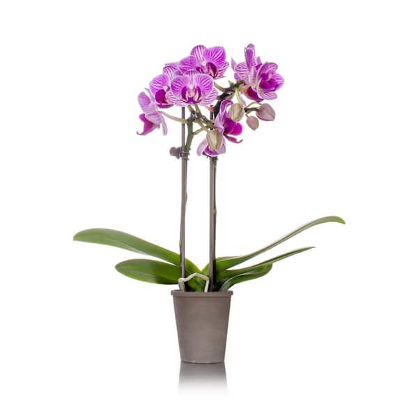 Just Add Ice Pink Mini Rustic Orchid Plant in Terra Cotta Pot