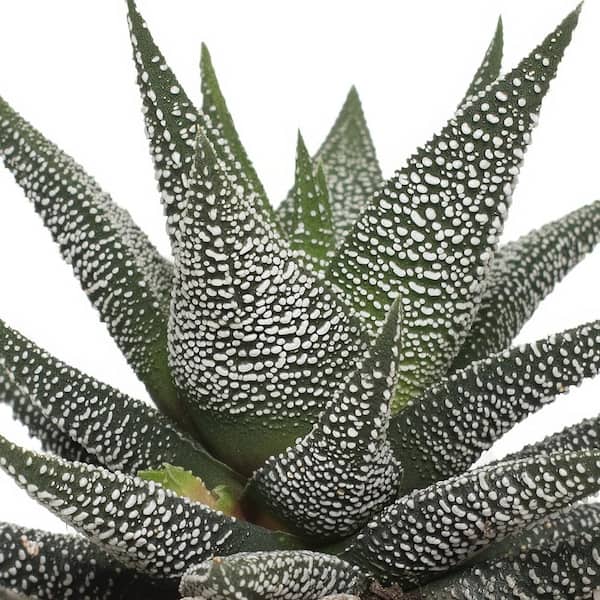 national PLANT NETWORK 4 in. Haworthia with Unique Blossoms in