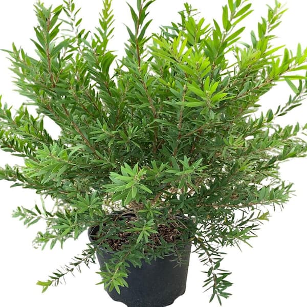 3 Gal. Red Cluster Bottlebrush Flowering Shrub with Red Flowers