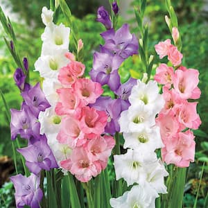 Pastel Gladiolus Bulb Mixture Multi-Colored Flowers (10-Pack)