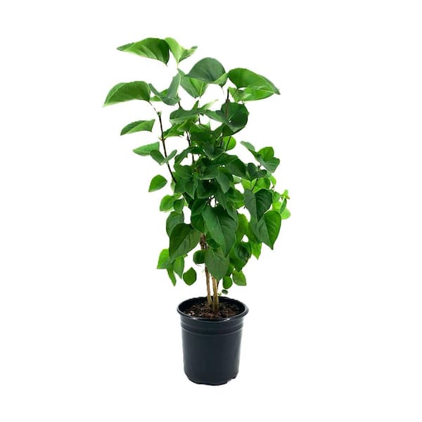 2.5 qt. Fiala's Remembrance Lilac (Syringa) Live Shrub, Bright White Flowers #1-Pot