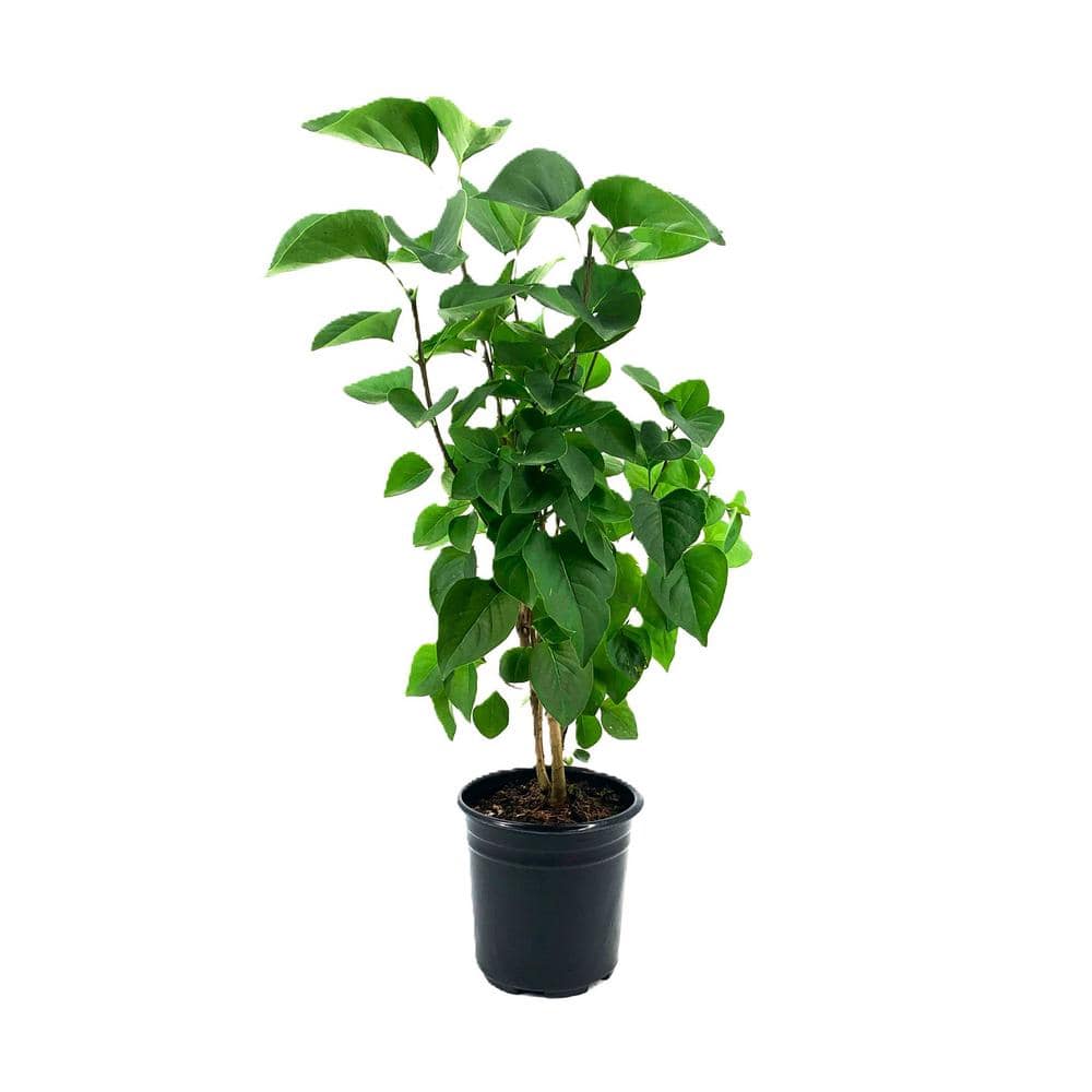 2.5 qt. Fialas Remembrance Lilac (Syringa) Live Shrub, Bright White Flower