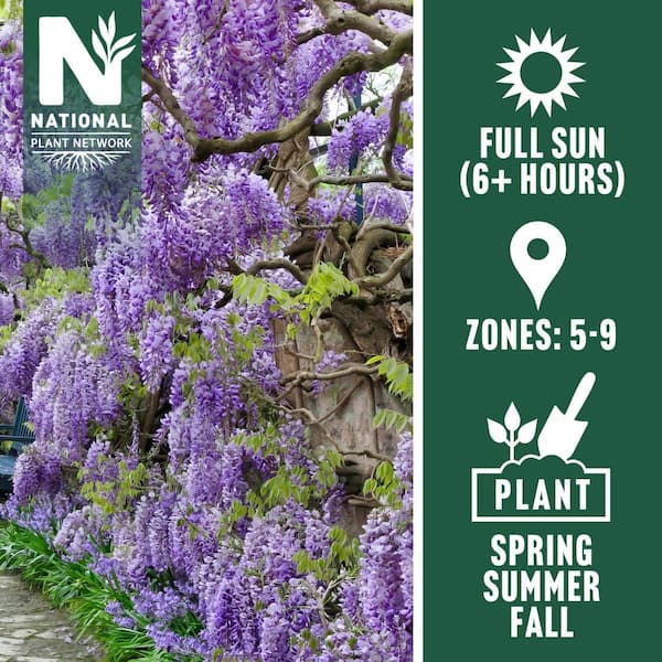 national PLANT NETWORK 1 gal. Wisteria Amethyst Falls Plant with
