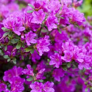 1 Gal. Encore Royalty Azalea Plant with Purple Blooms