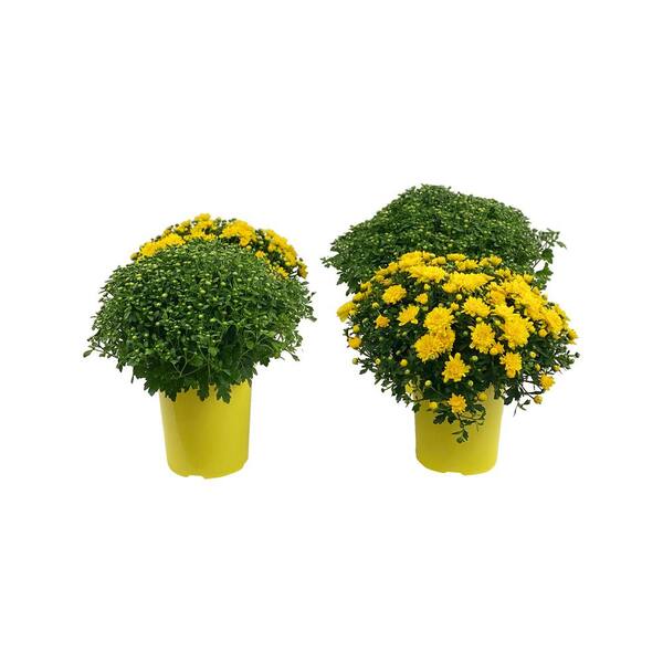 Pure Beauty Farms 2.5 Qt. Mum Chrysanthemum Plant Yellow Flowers in 6.33 In. Grower's Pot (4-Plants)