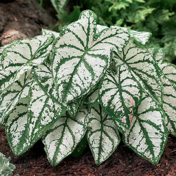 VAN ZYVERDEN Van Zyverden Caladiums Fancy Leaf White Christmas 3 Bulbs