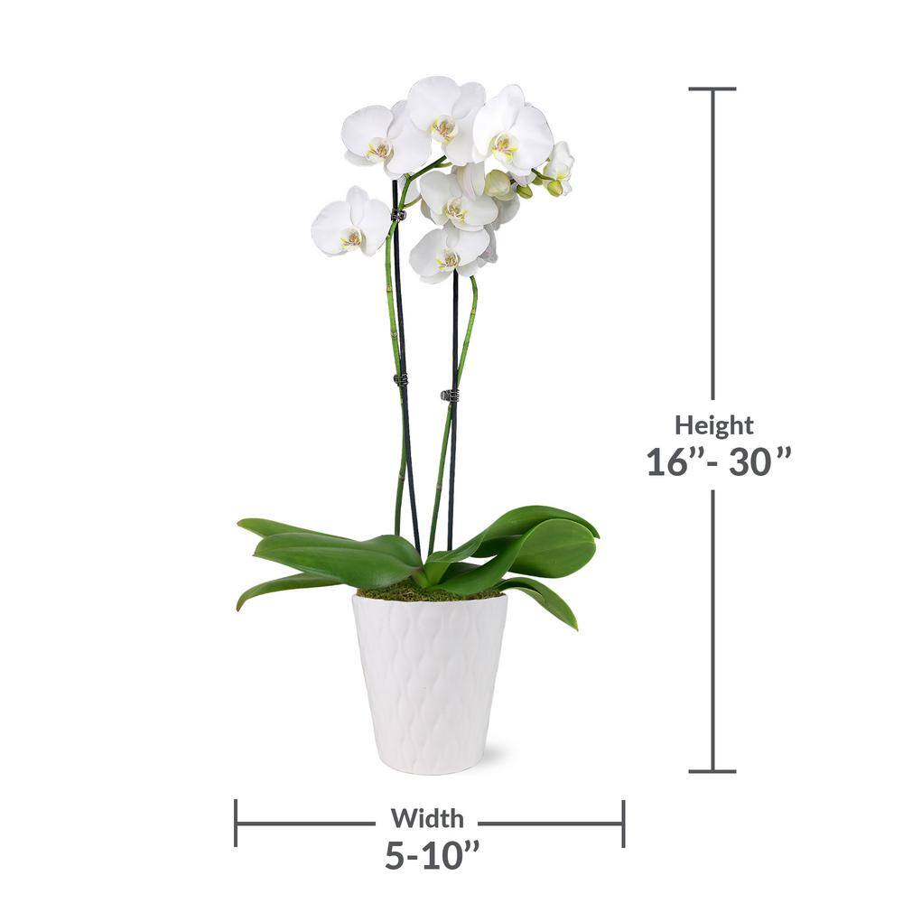 White and Yellow Orchid in 5" White Ceramic Pot