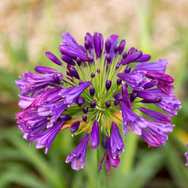 SOUTHERN LIVING 2.5 qt. Ever Amethyst Agapanthus with Reblooming Purple Flower Clusters