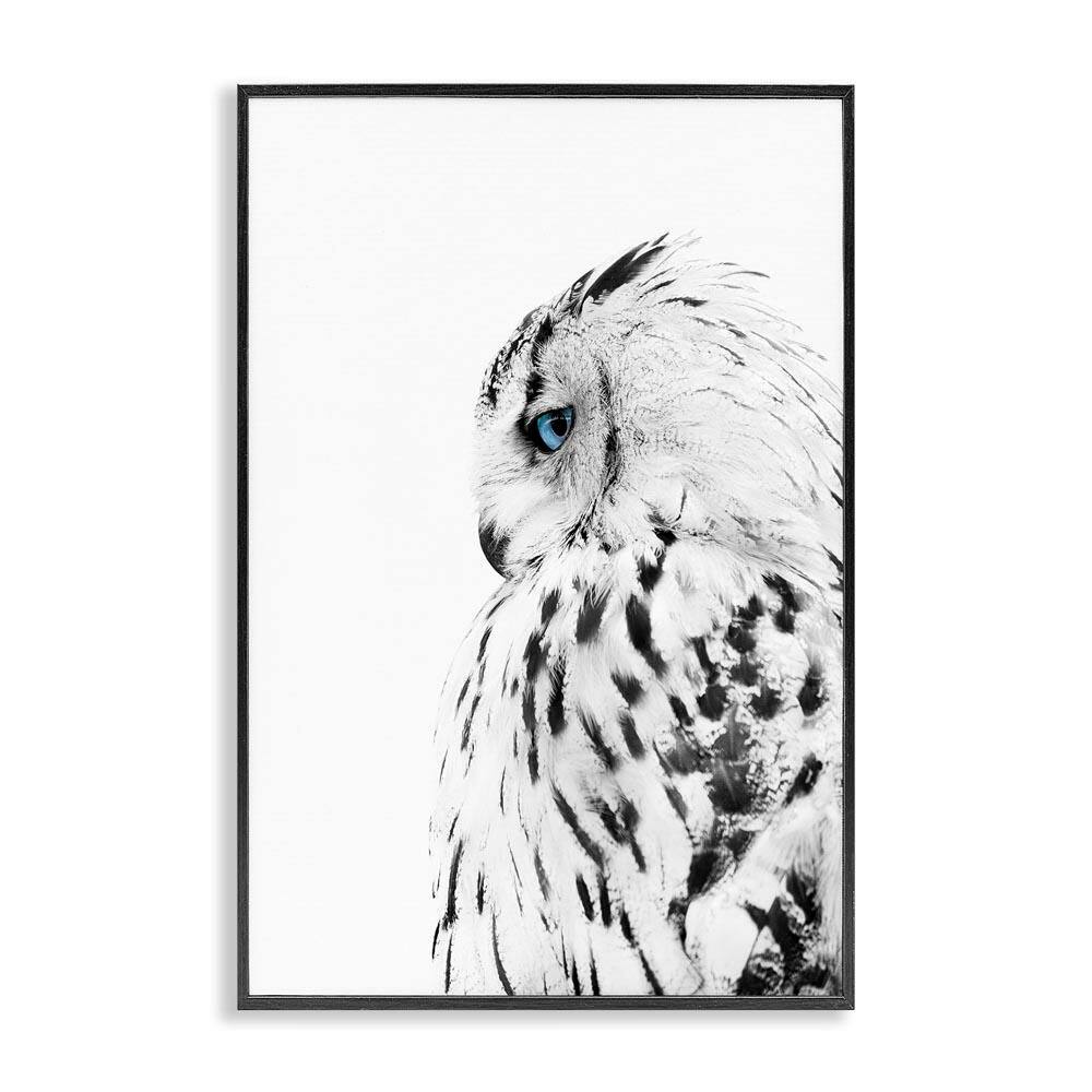 Owl with Strong Blue Gaze by Design Fabrikken Black Framed Animal Giclee Art Print 24 in. x 16 in. price history on PriceWatchPro