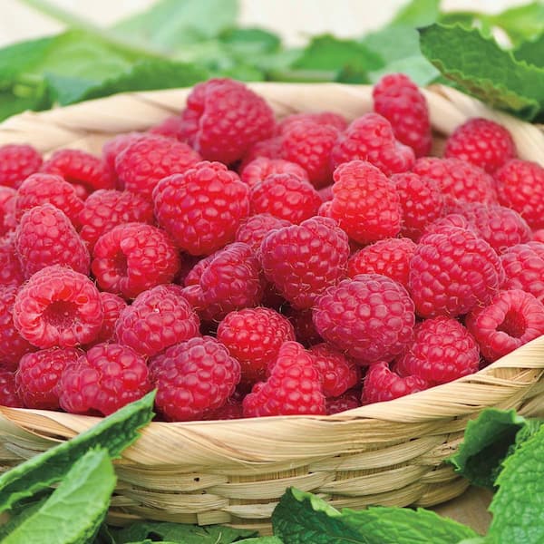 Gurney's 1.50 Gal. Pot, Willamette Raspberry Bush, Live Potted Deciduous Fruit Bearing Plant (1-Pack)