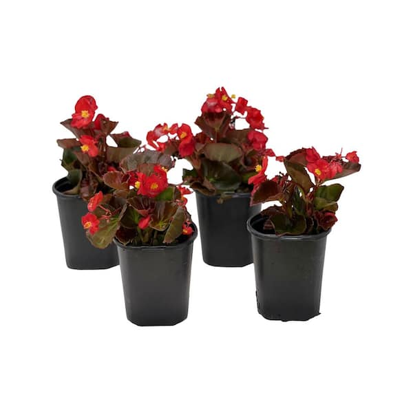 Pure Beauty Farms 1.38 Pt.  Begonia Bronze Leaf Scarlet Flower in 4.5 In. Grower's Pot (4-Plants)
