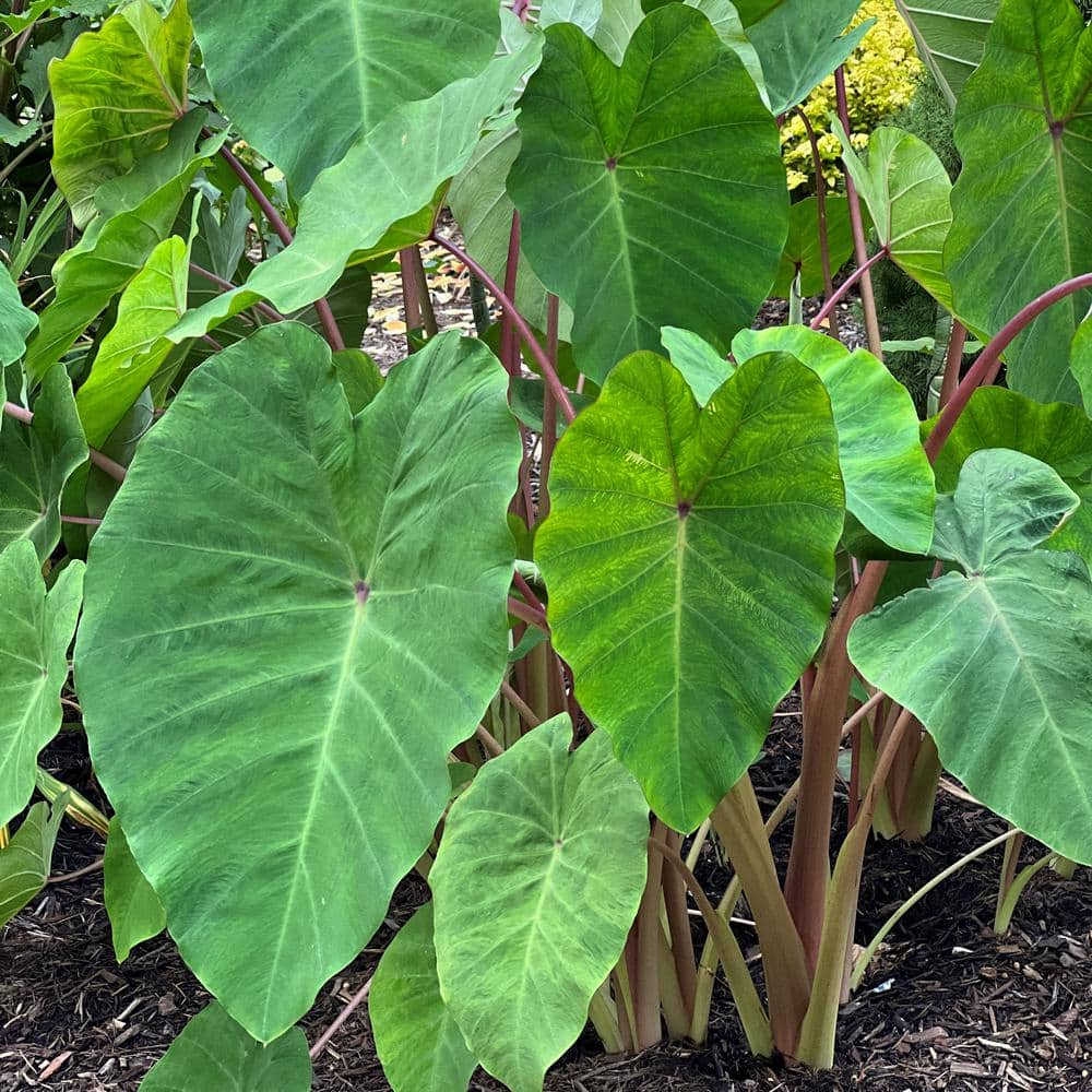 Reviews for national PLANT NETWORK 3.5 in. Colocasia Polar Green Plant ...