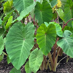 3.5 in. Colocasia Polar Green Plant in Grower Container (2-Piece)