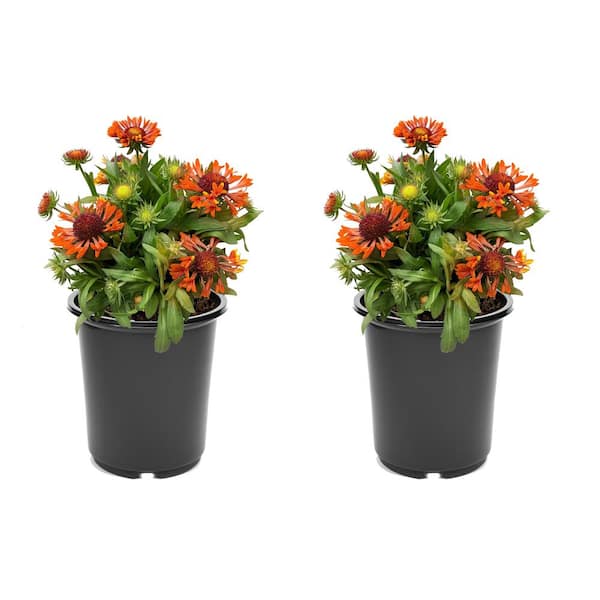 2.5 qt. Gaillardia Perennial Plant with Red Flowers-(2-Pack)