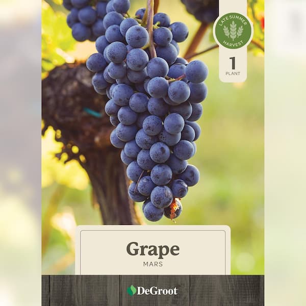 1 Gal. Mars Grape, Live Fruit Plant DGEC3249 - The Home Depot
