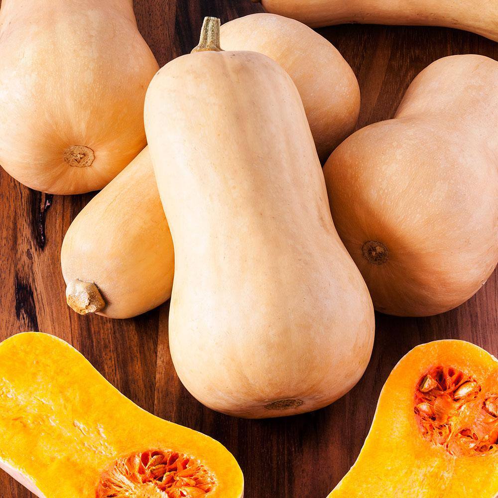 Bonnie Plants 19 3 Oz Butternut Squash Plant 4303 The Home Depot