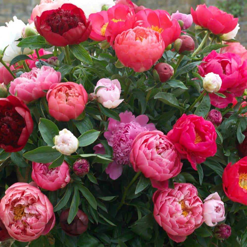 VAN ZYVERDEN Peonies Mixed Varieties Roots (Set of 3) 833001 - The 