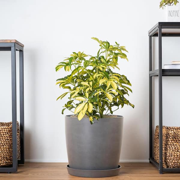 United Nursery Schefflera Trinette Live Umbrella Plant Indoor Outdoor Houseplant in 9.25 in. Grower Pot