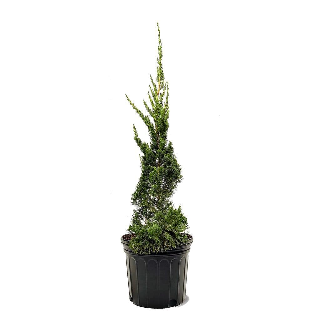 7 Gal. Juniper Hollywood Evergreen