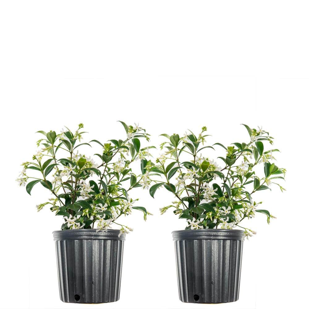 1 Gal. Flowering White Confederate Jasmine Shrub (2-Pack) THD00018